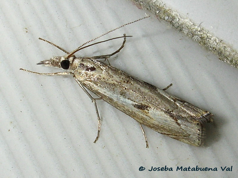 Agriphila geniculea - Crambidae ?